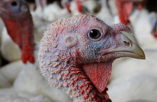 Minnesota Offering $500K Grants to Farmers to Fight Bird Flu