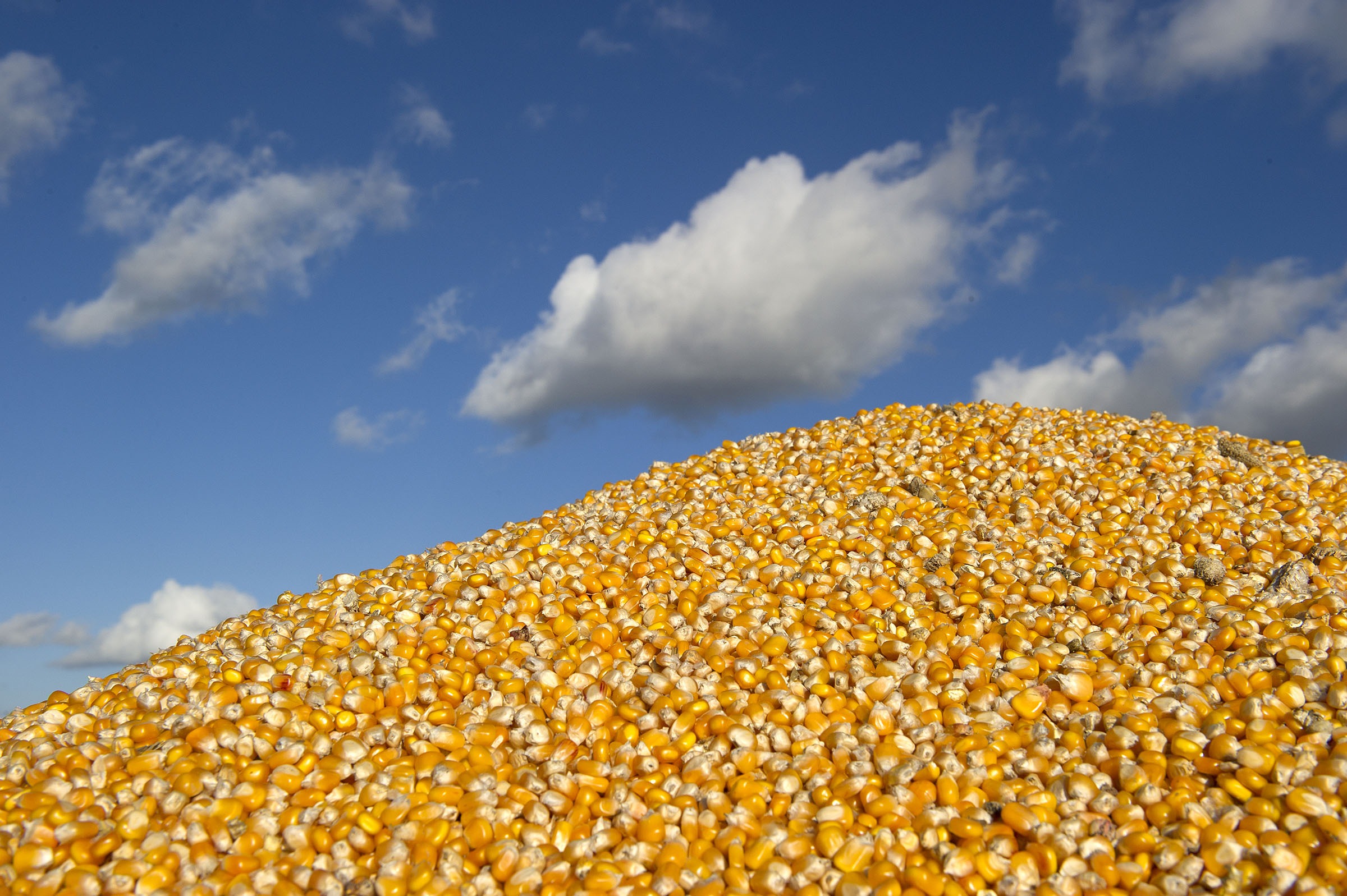Houston, We Have a Corn Problem. How Do We Solve It?